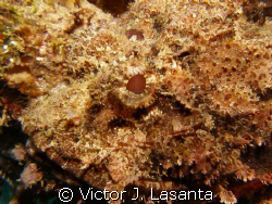 red eye of a scorpion fish at crash boat dive site in agu... by Victor J. Lasanta 